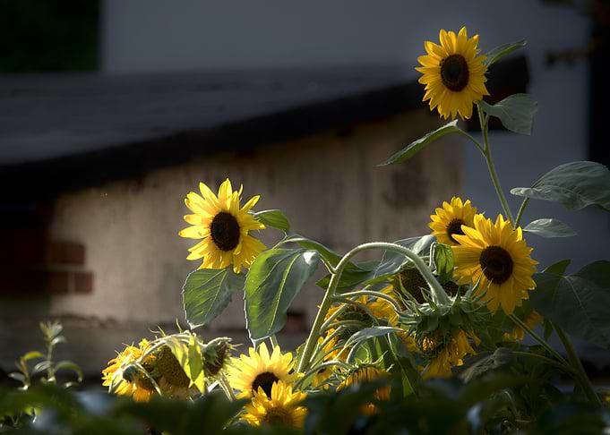 Sunflowers in Garden