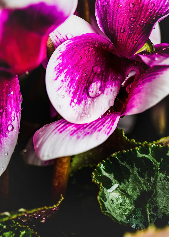Cyclamen flower with water droplets close-up