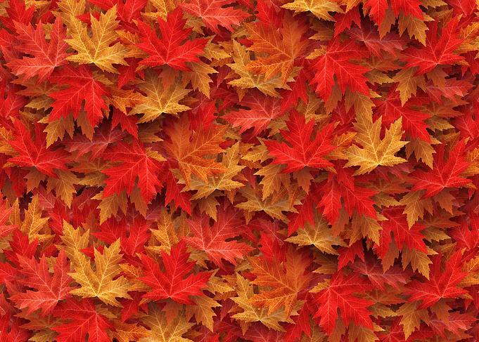 Autumn Forest Red Maples Leaves