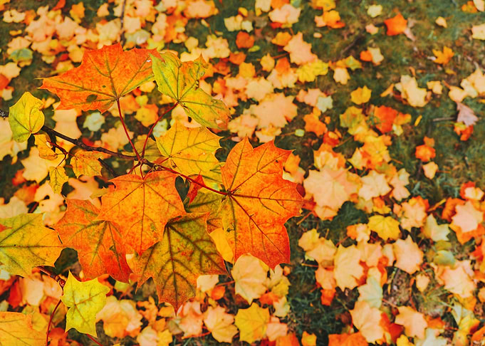 Autumn Maple Leaves on Ground