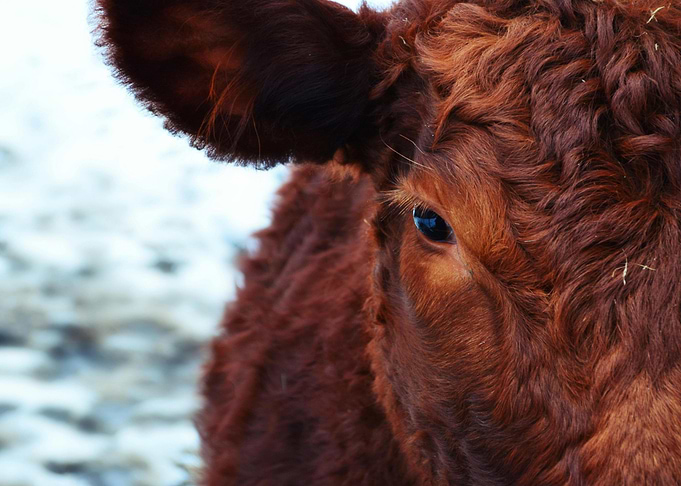Close-up of a Brown Cow's Face