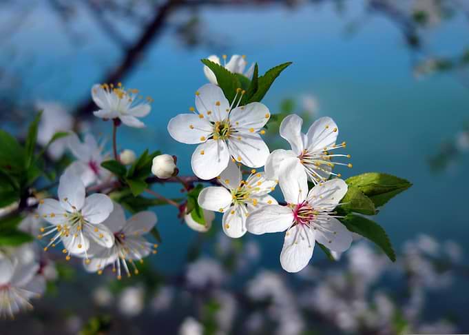 White Cherry Blossoms in Spring