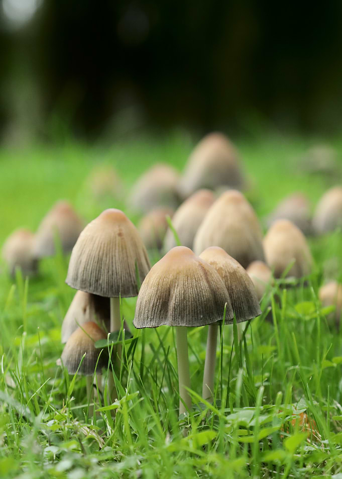 Mushroom Cluster in Green Grass