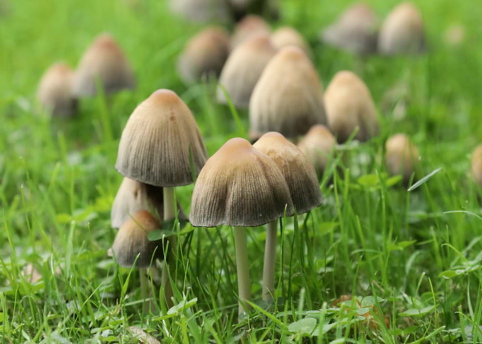 Mushrooms in Green Grass
