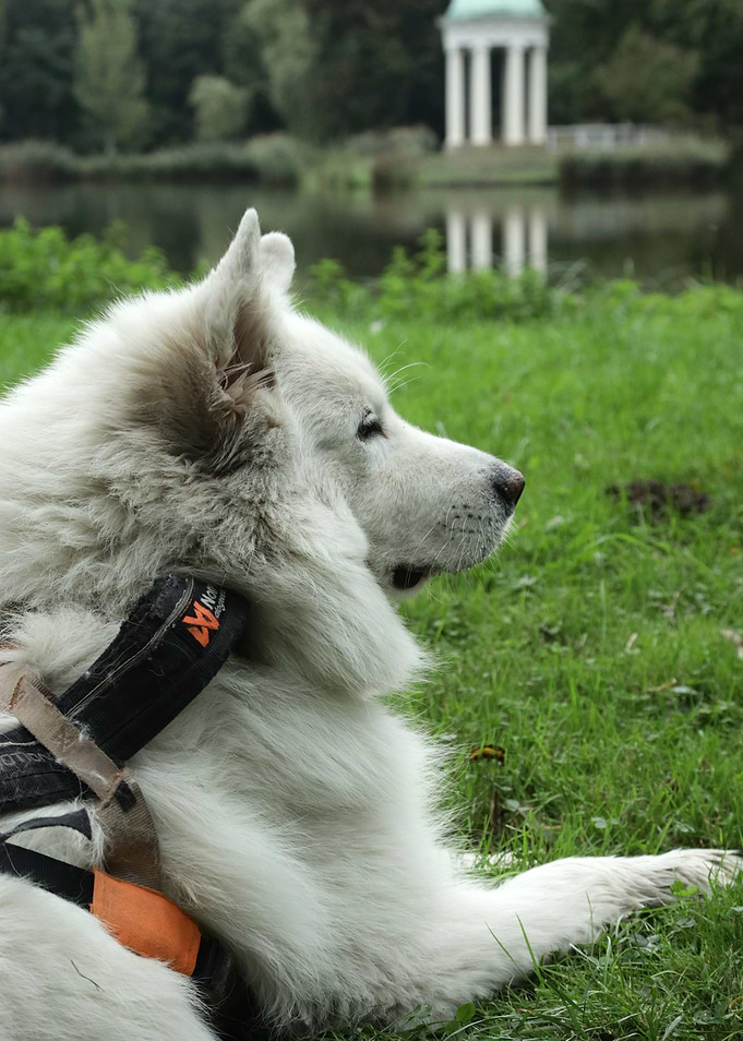 White Dog Relaxing in Park