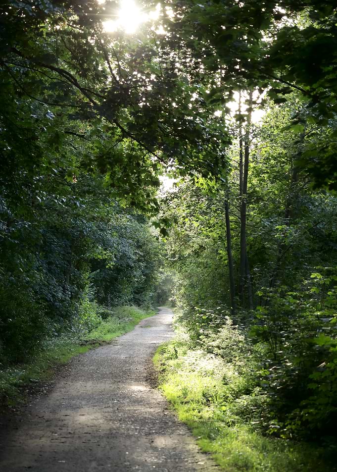 Sunlit Path Through Green Forest