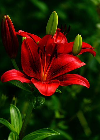 Vibrant Red Lily Blossom Close-Up