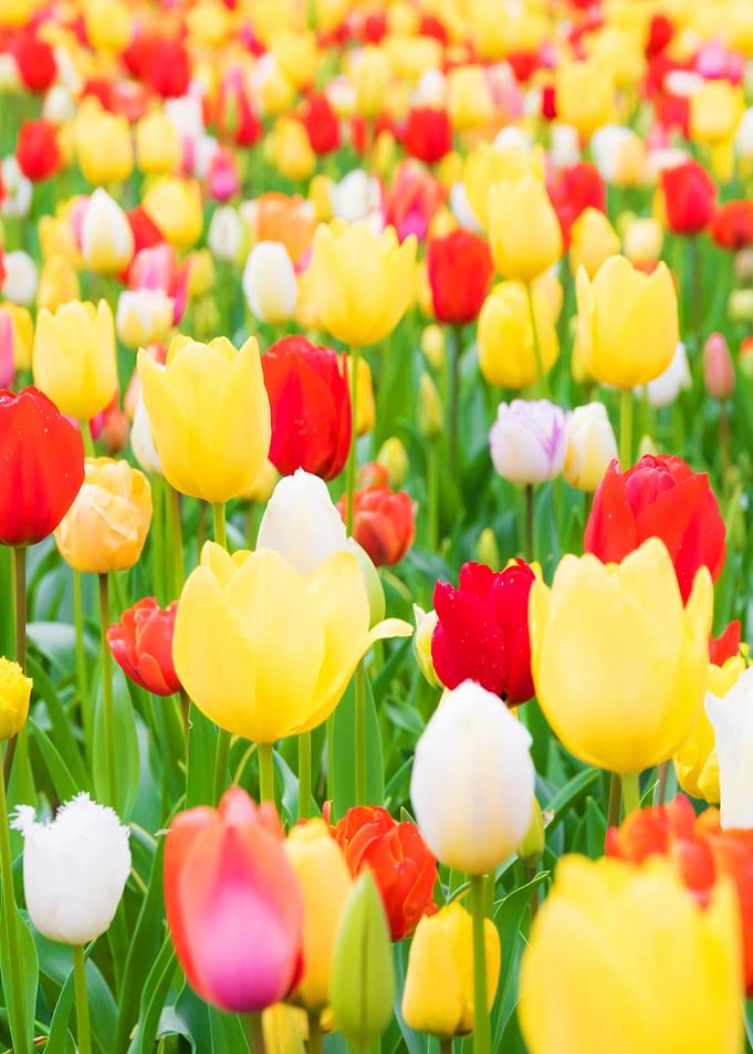 Colorful Tulip Field in Full Bloom