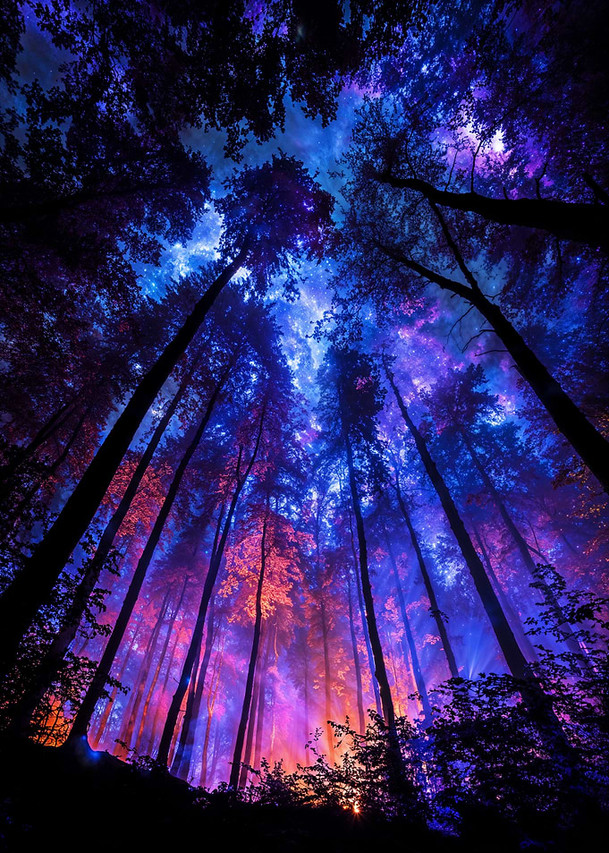 Mystical Forest Under the Night