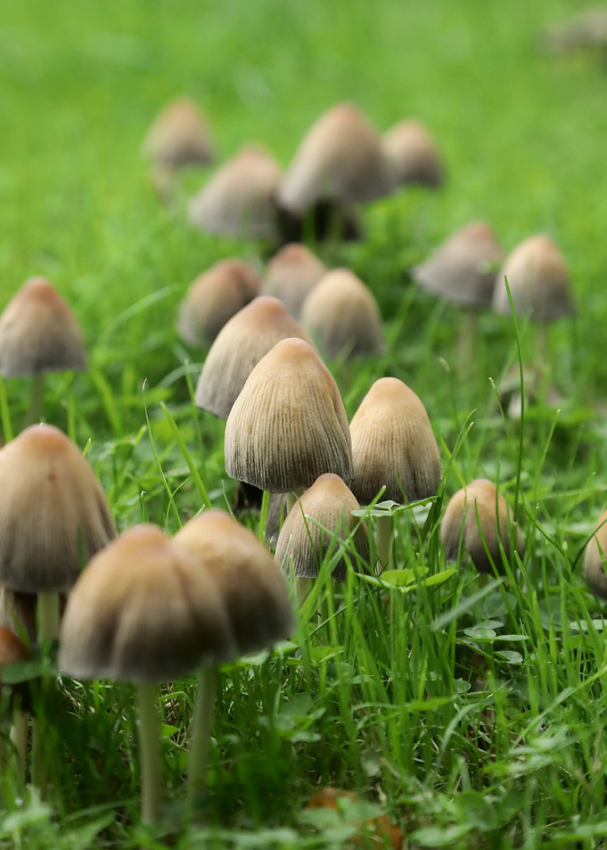 Mushrooms in Green Grass