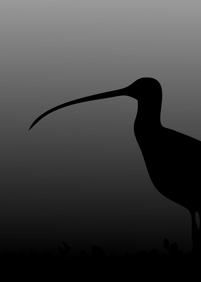 Silhouette of a bird with long beak
