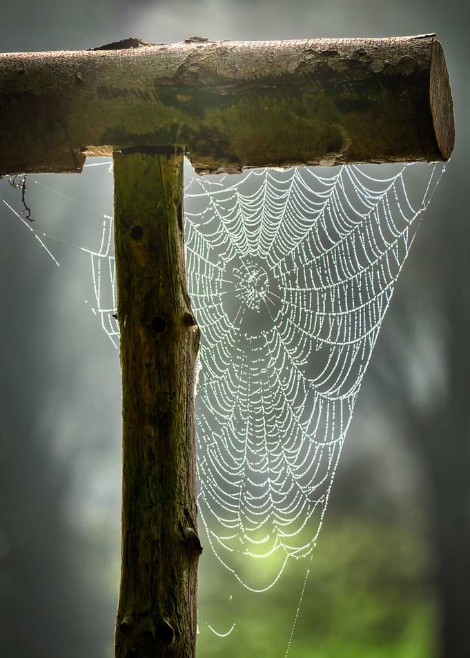 Dew-Kissed Spiderweb on Wooden Structure
