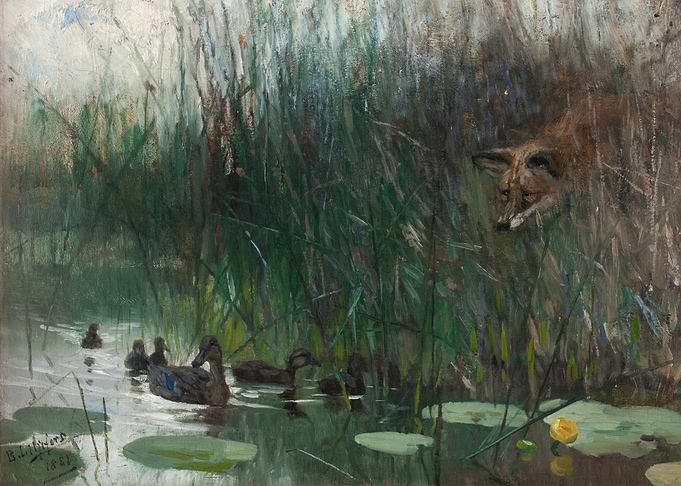 Fox watching ducks in a pond