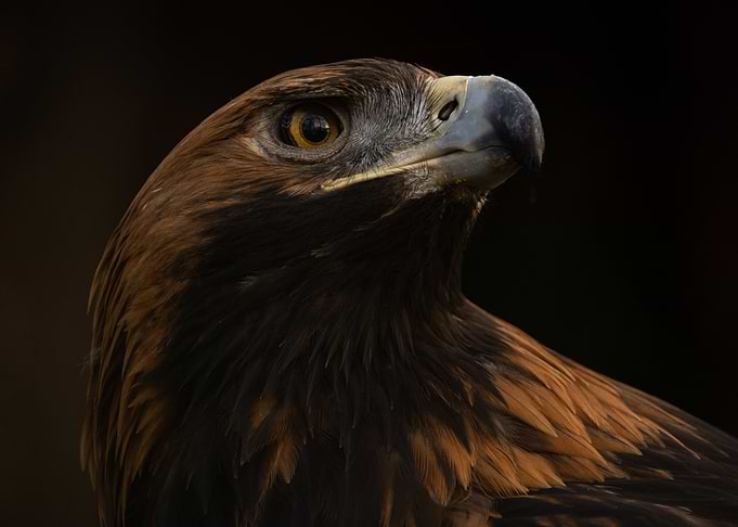 Majestic Golden Eagle Portrait