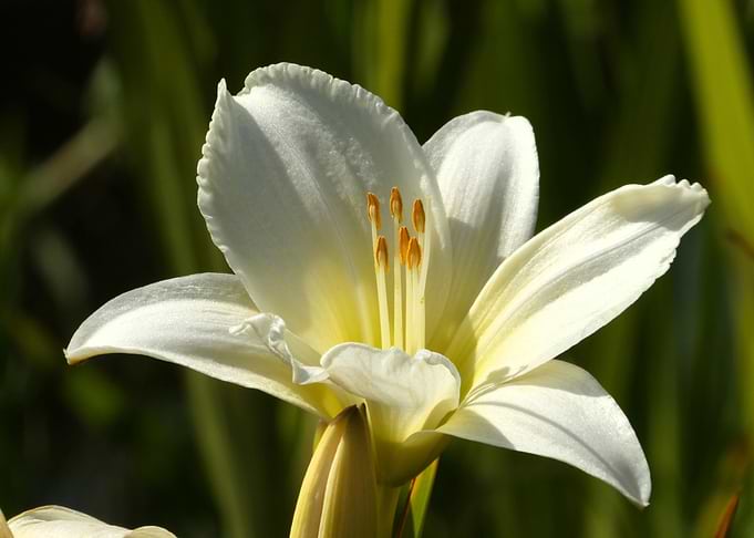 White Lily Flower Close-Up