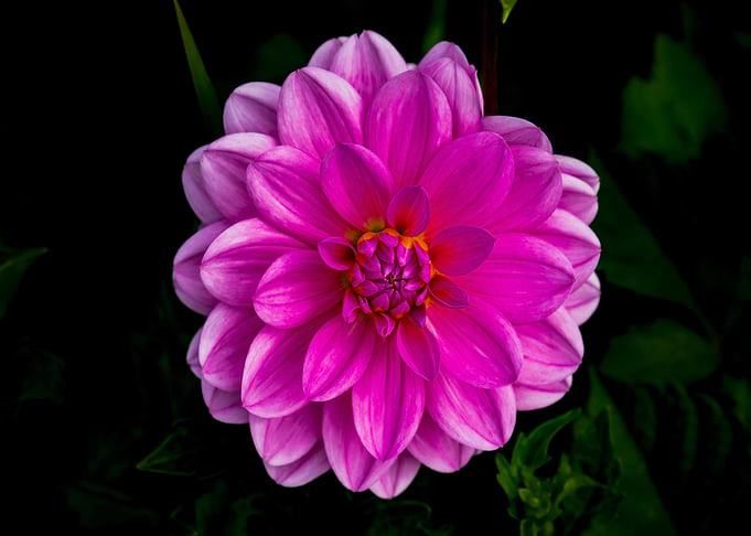Vibrant Pink Dahlia Flower Close-Up
