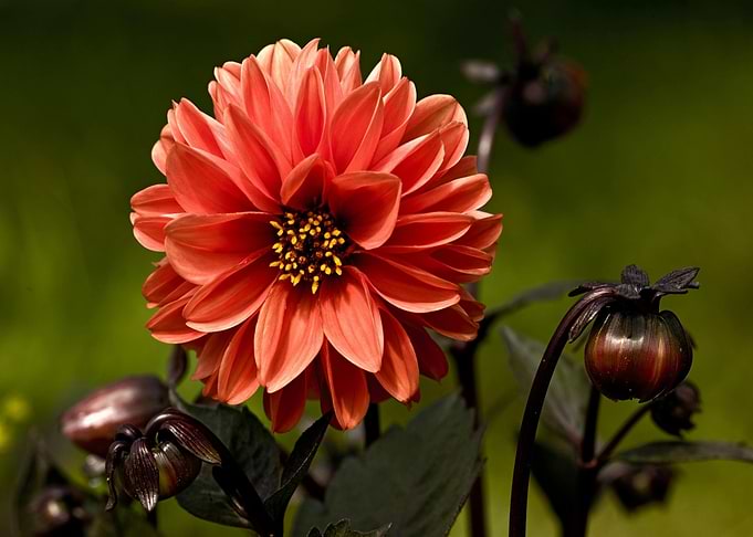 Vibrant Orange Dahlia Flower Close-Up