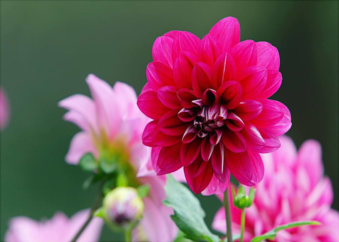 Vibrant Pink Dahlia Flower Close-Up
