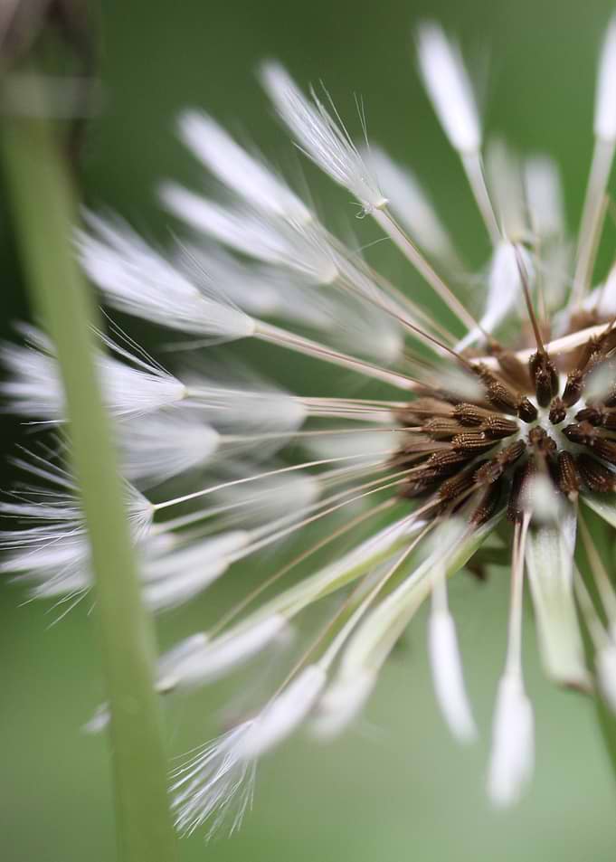 Dandelion Seed Head Close-Up