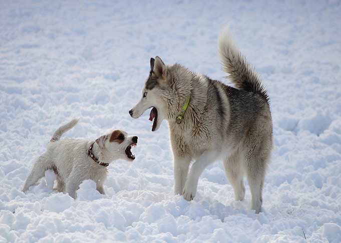 Two dogs barking in the snow