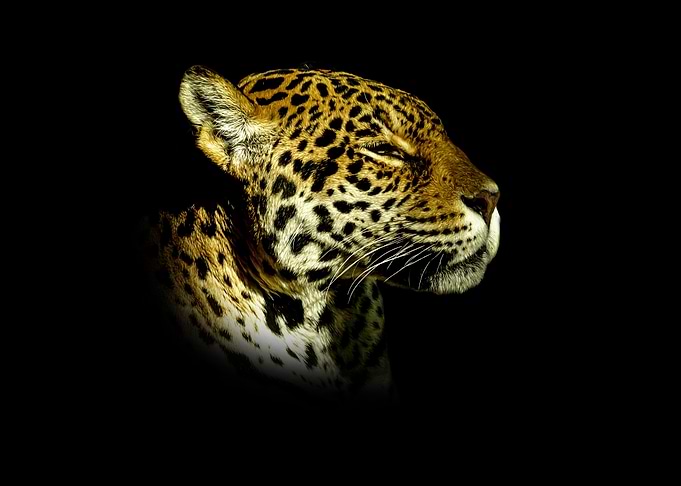 Jaguar Portrait on Black Background