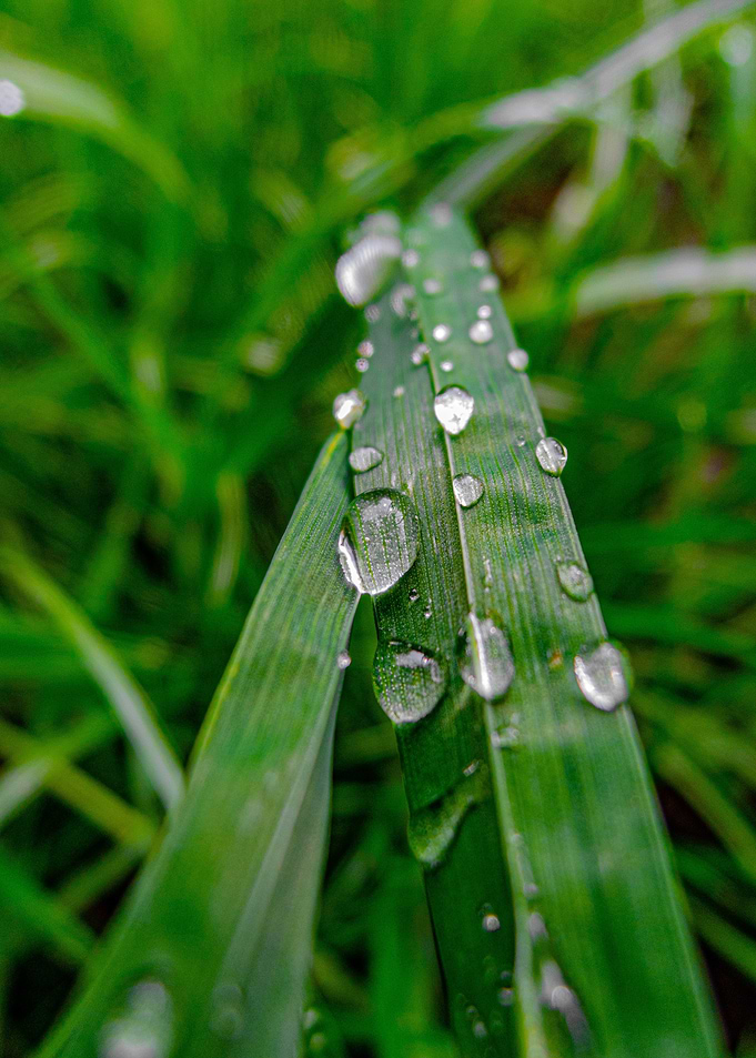 Dew Drops on Green Grass Blade