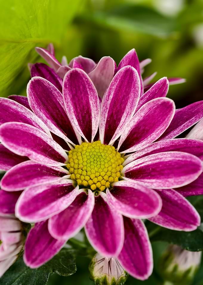 Close-up of a Purple Chrysanthemum Flower