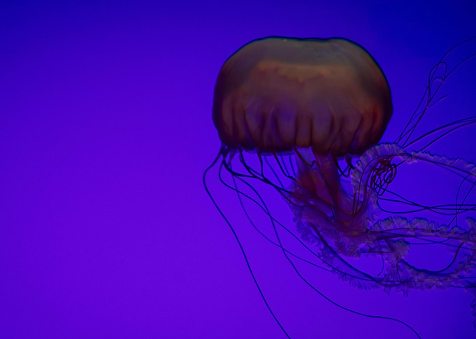 Purple jellyfish