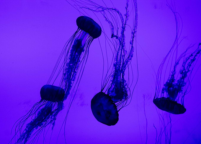Jellyfish cyberpunk style