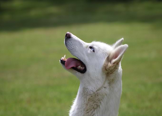 White Husky Looking Upward