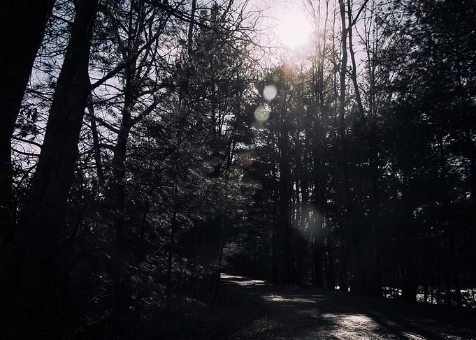 The Dark Forest