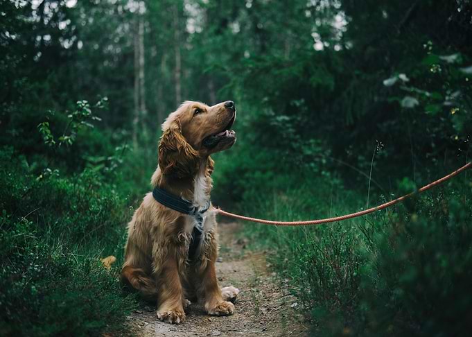 Cocker Spaniel in Forest