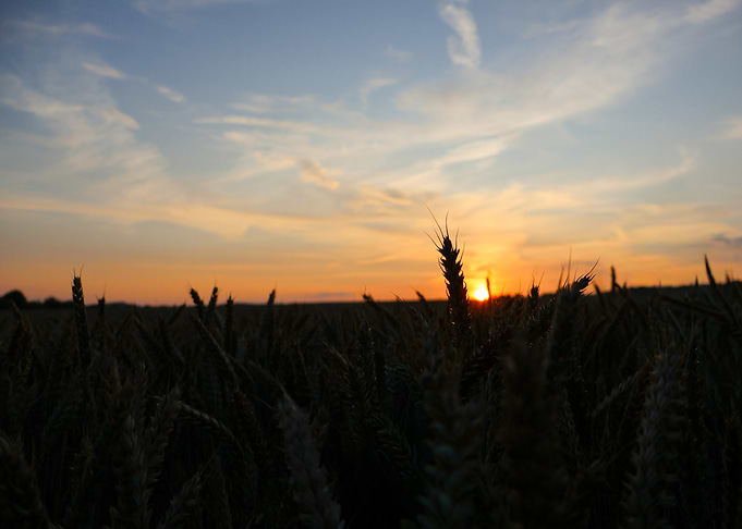 Cornfield at Sunset