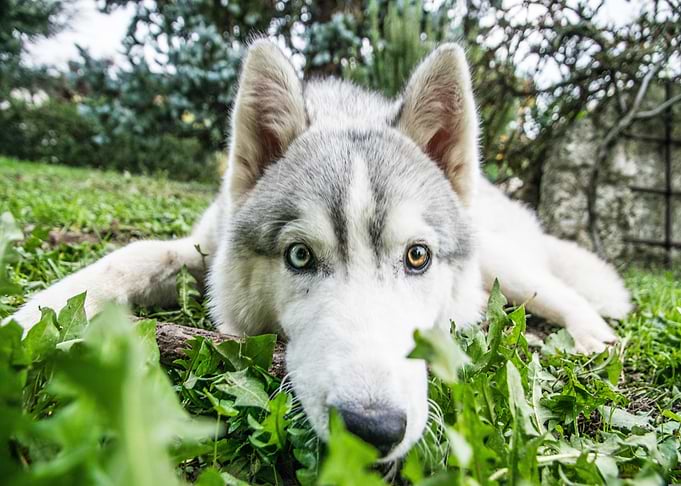 Husky with Heterochromia in Green Grass