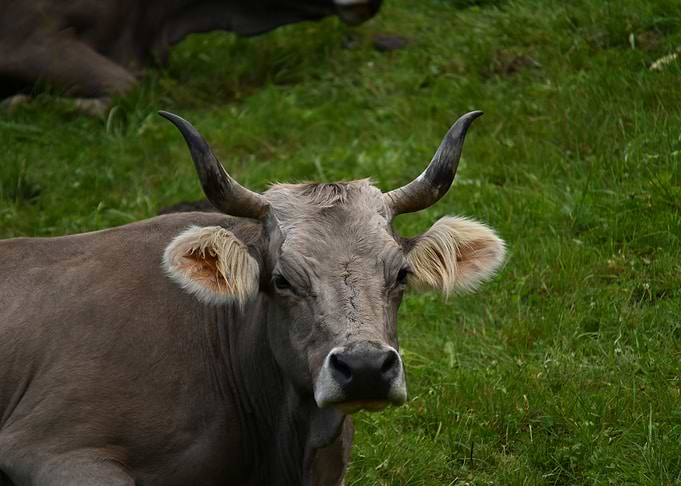 Cow portrait on green grass