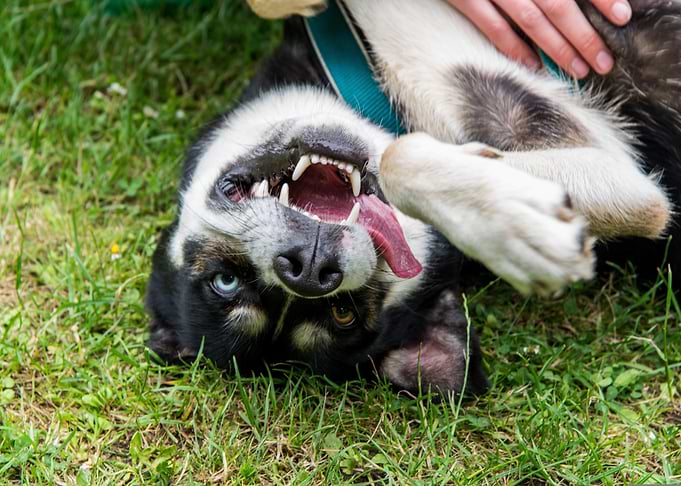 Happy Dog Rolling on Grass