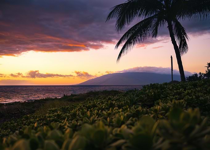 Tropical Sunset with Palm Tree Silhouette
