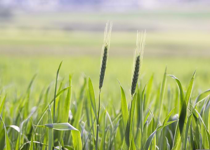 Green Wheat Field