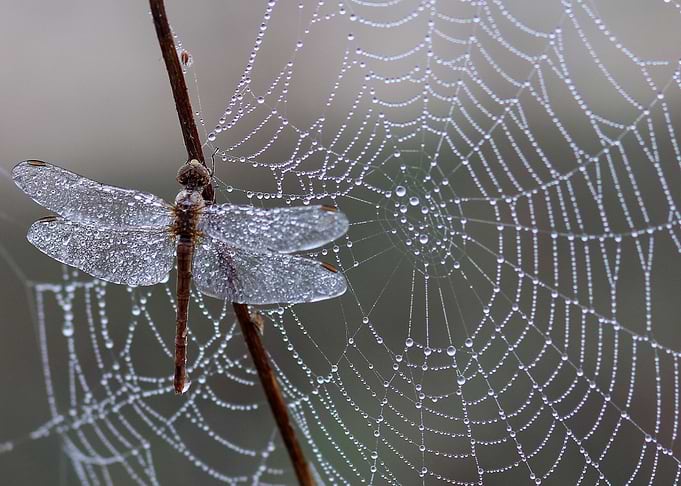 Dragonfly and Dew-Covered Spiderweb