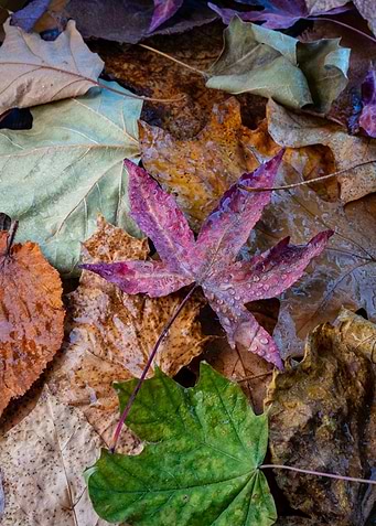 Autumn Leaves Close-Up