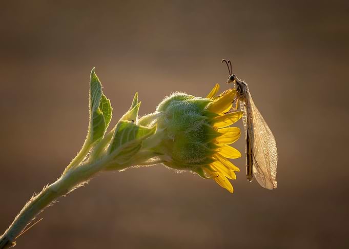 Insect on Sunflower Bud
