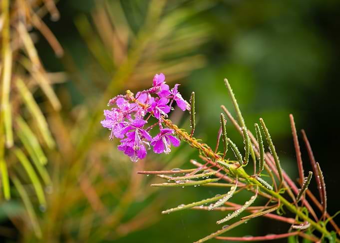 Pink Flower with Dew Drops