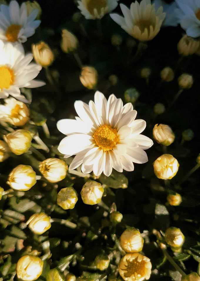 White Daisy Flowers with Buds