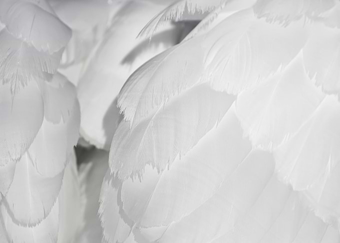 White Feathers Texture