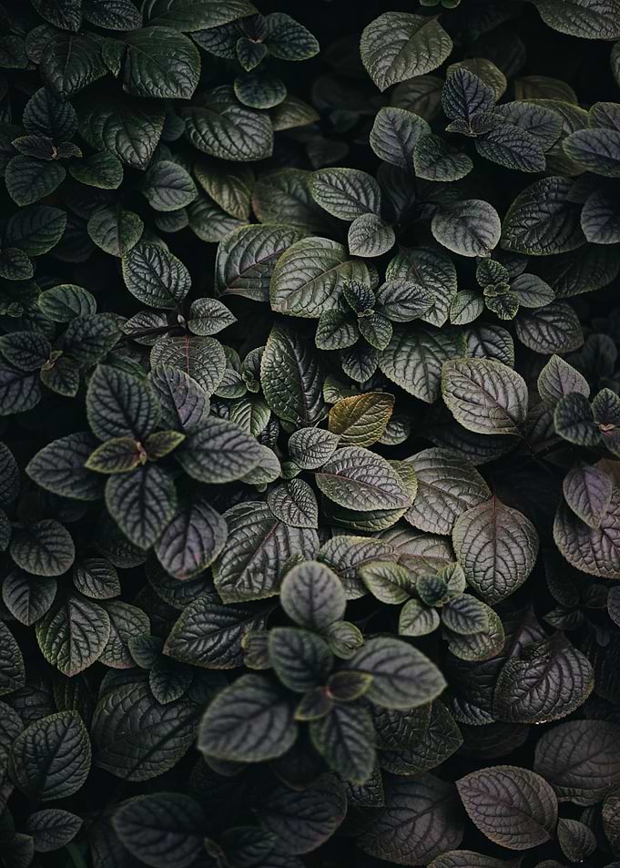 Lush Green Leaves Close-Up