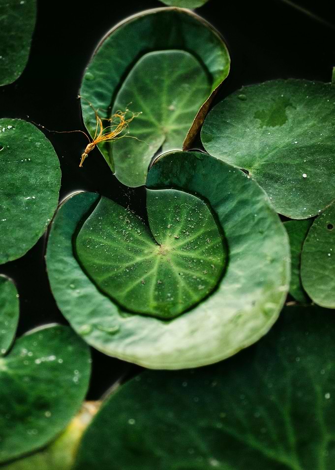Lily Pads in Dark Water
