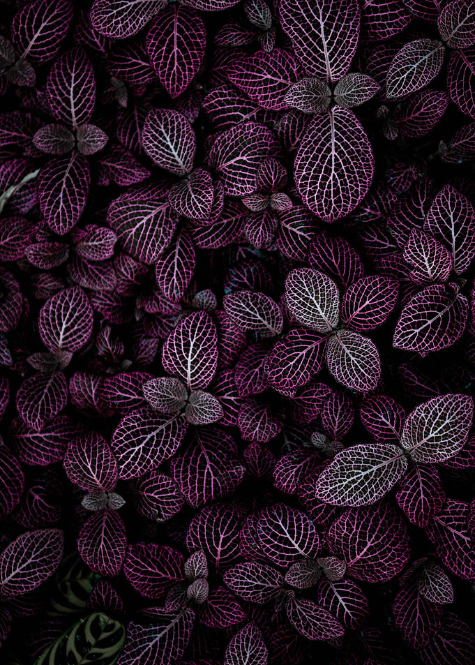 Purple Nerve Plant Close-Up