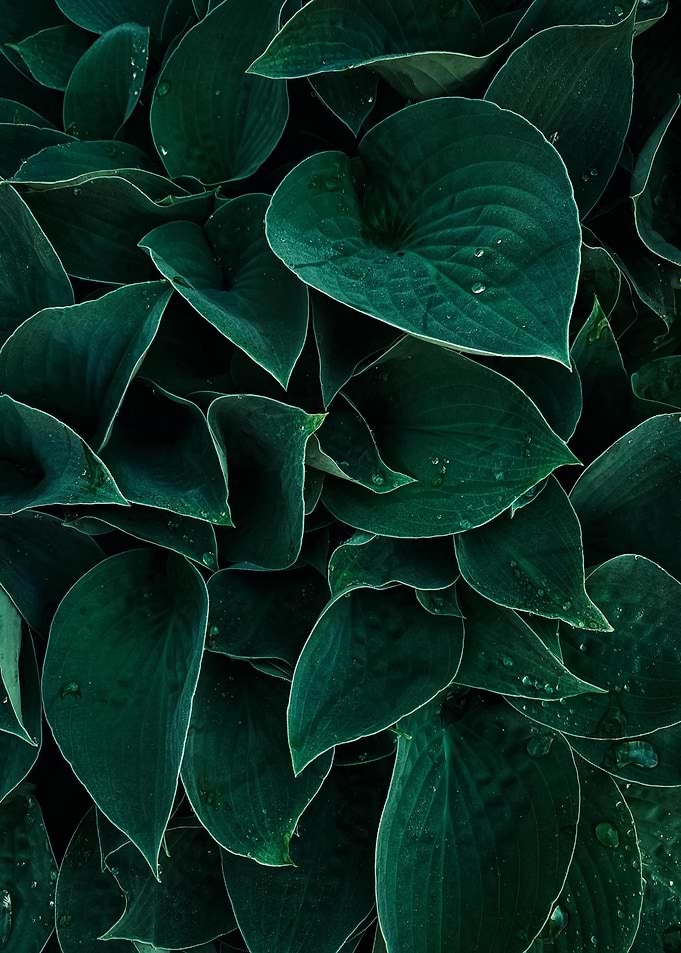 Lush Green Leaves with Water Droplets