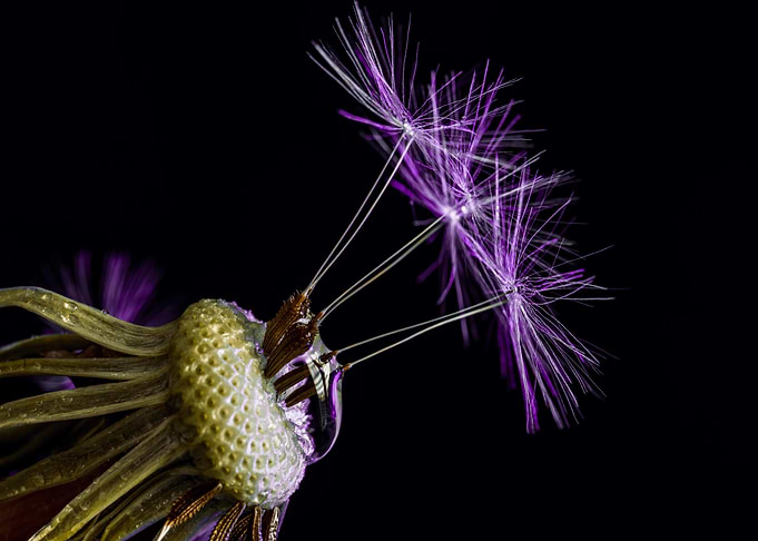 Dandelion Seeds on Black Background