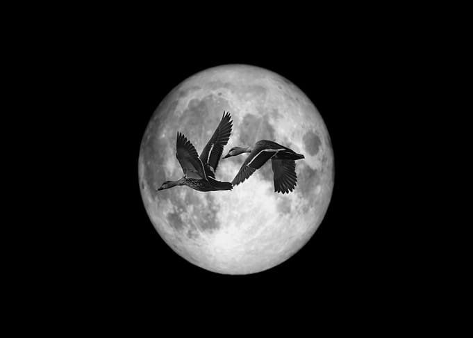 Ducks Flying Past the Moon
